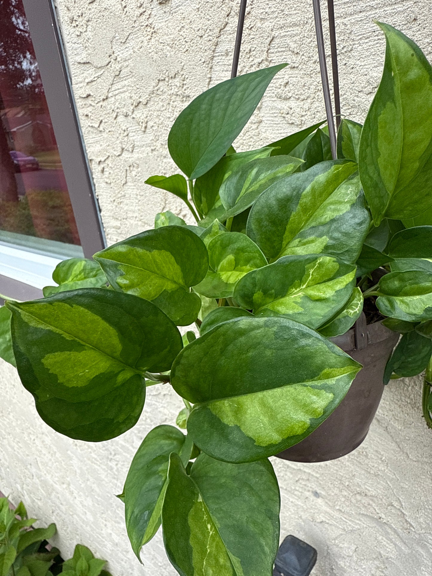 Pothos: Marble Queen, Neon, Golden, Pearl and jade, Global Green, Jade mixed Variegated House plants or Cuttings