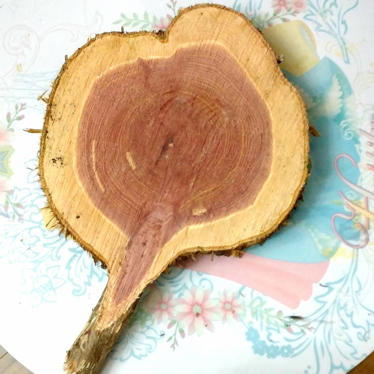 Florida Red Cedar cookies display serving slabs 6-20"