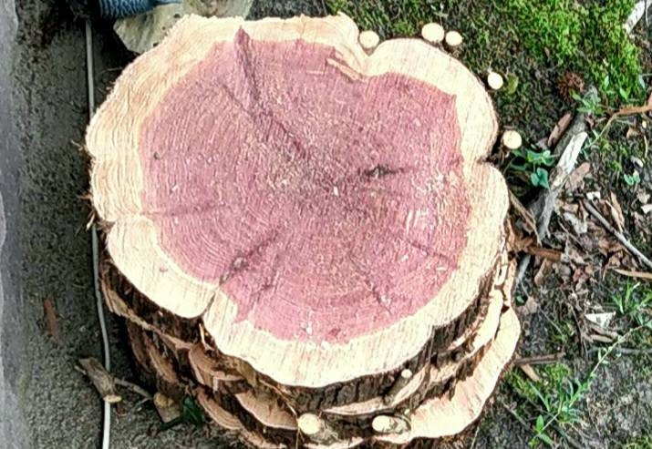 Florida Red Cedar cookies display serving slabs 6-20"