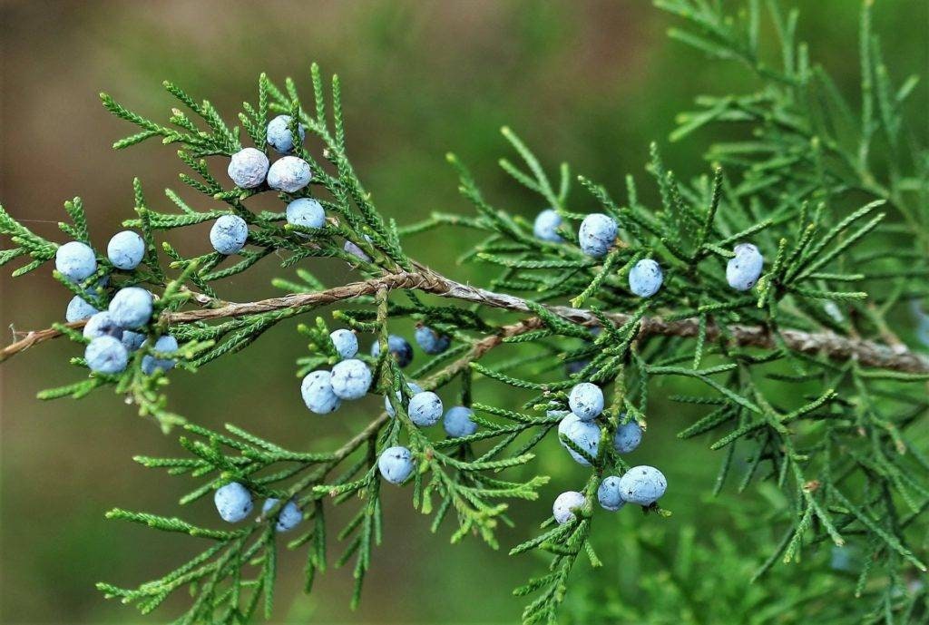Fresh Cut Red Cedar Branches, Juniperus Virginiana