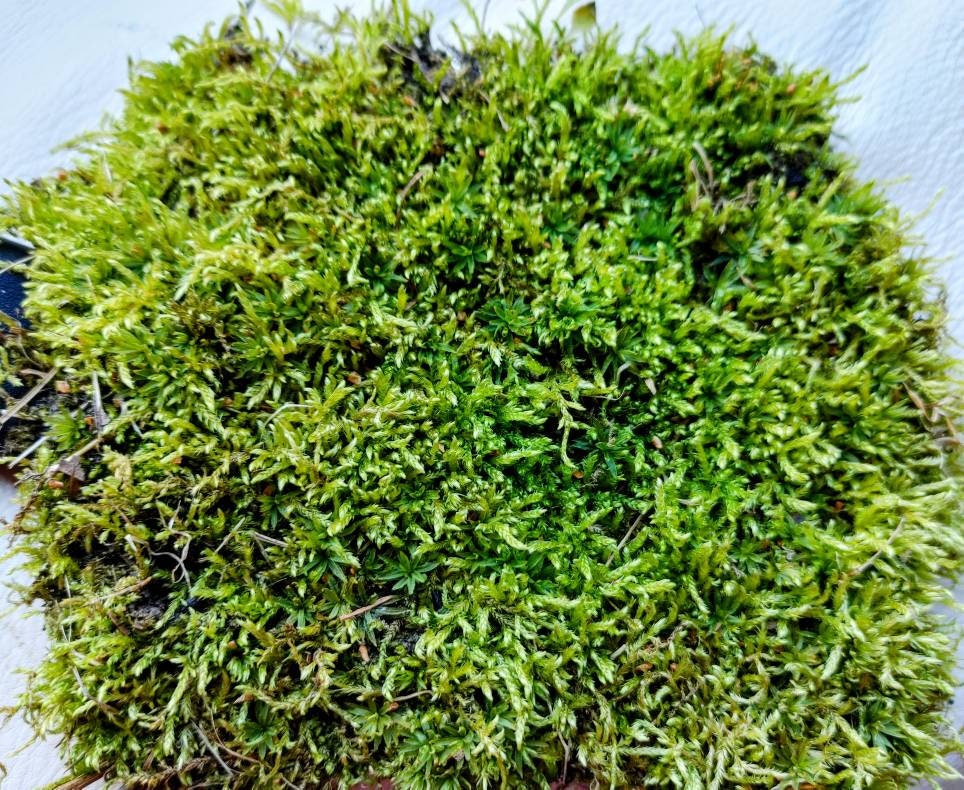 Sheet Moss, Evergreen Hardy Moss, perfect for terrariums