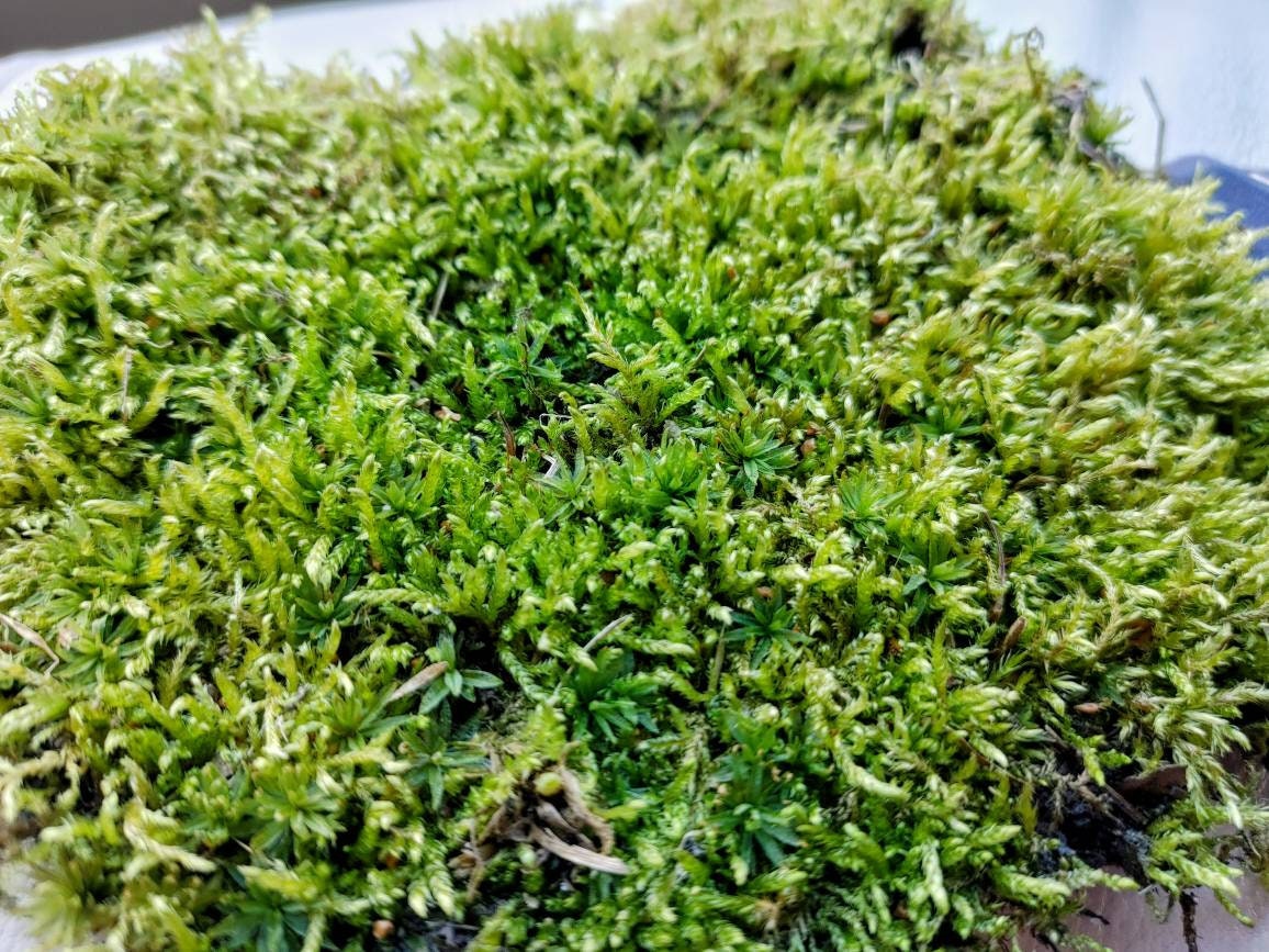 Sheet Moss, Evergreen Hardy Moss, perfect for terrariums