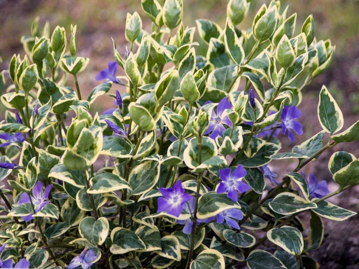 Vinca vine cuttings, 10 variegated perennial cuttings, unrooted plants,hanging planters,groundcover, very easy to propogate