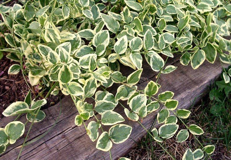 Vinca vine cuttings, 10 variegated perennial cuttings, unrooted plants,hanging planters,groundcover, very easy to propogate