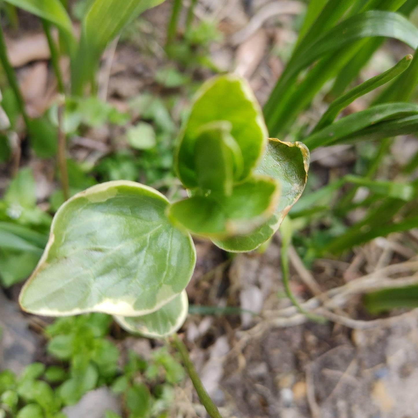Vinca vine cuttings, 10 variegated perennial cuttings, unrooted plants,hanging planters,groundcover, very easy to propogate