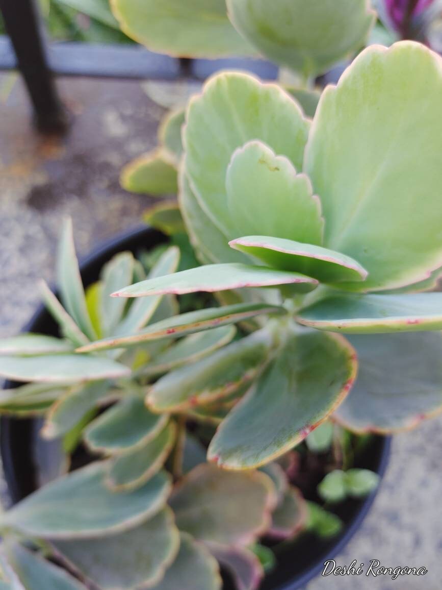 Kalanchoe fedtschenkoi cuttings