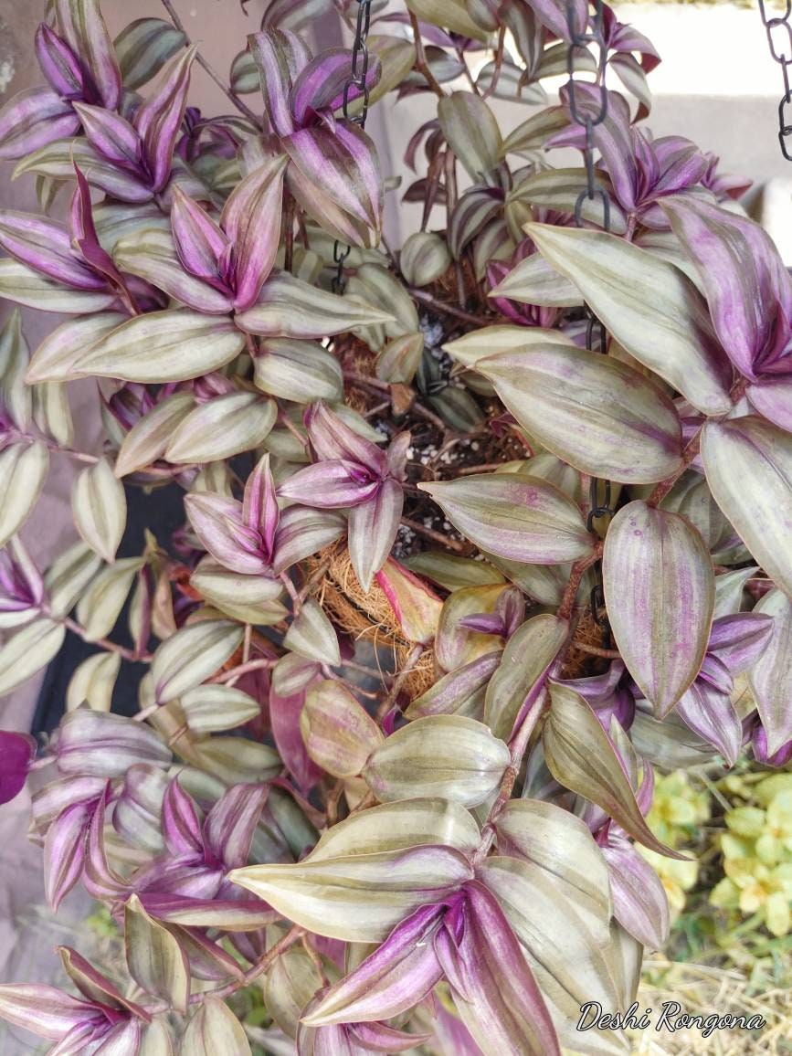 Wondering Jew Plants or Cuttings, Tradescantia zebrina, Beautiful Purple Foliage