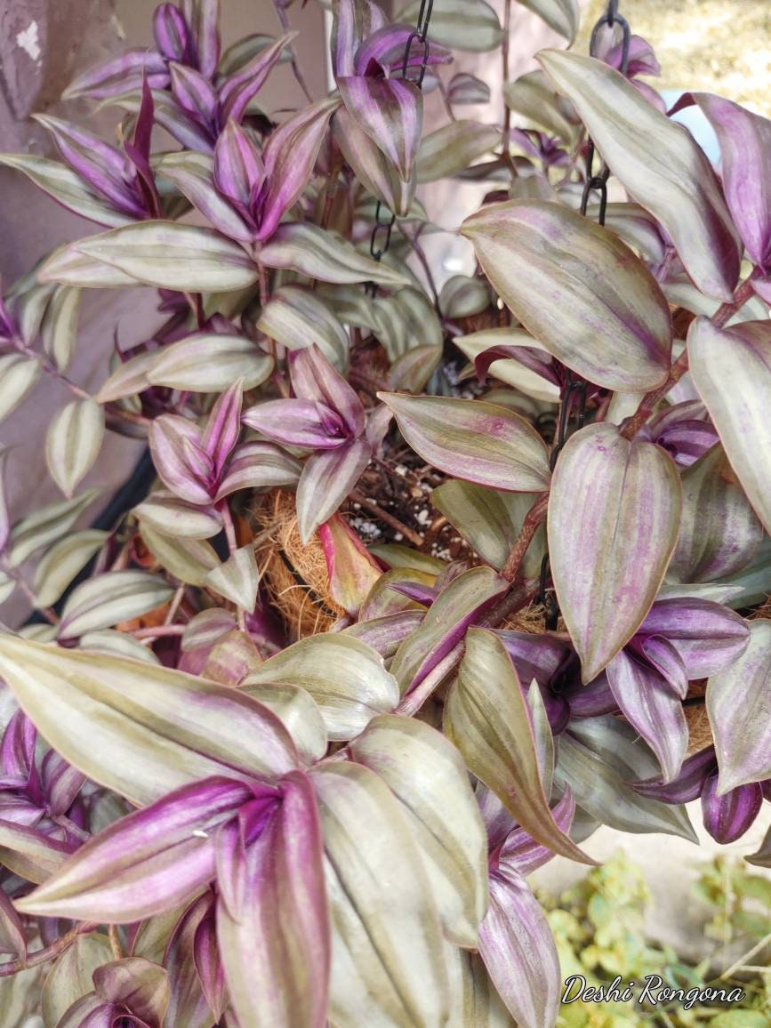 Wondering Jew Plants or Cuttings, Tradescantia zebrina, Beautiful Purple Foliage