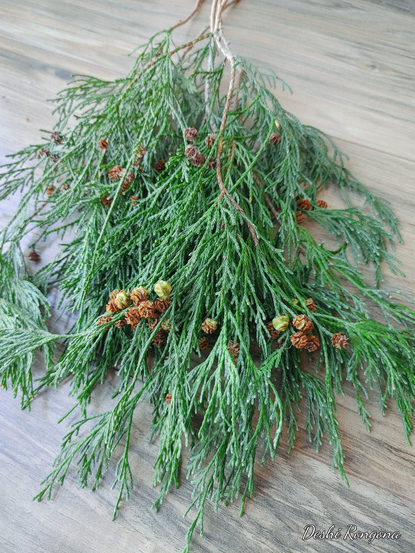 Fresh Cut P.O. Cedar, port orford cedar, White cedar