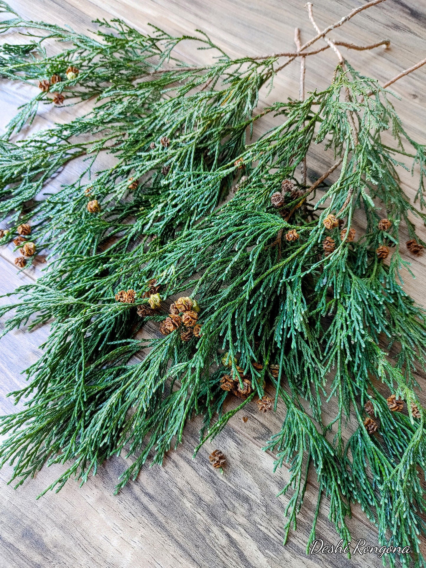 Fresh Cut P.O. Cedar, port orford cedar, White cedar