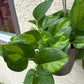 Pothos: Marble Queen, Neon, Golden, Pearl and jade, Global Green, Jade mixed Variegated House plants or Cuttings
