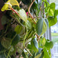 Pothos: Marble Queen, Neon, Golden, Pearl and jade, Global Green, Jade mixed Variegated House plants or Cuttings