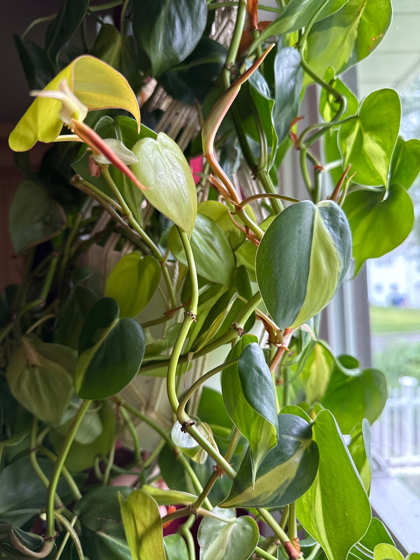 Pothos: Marble Queen, Neon, Golden, Pearl and jade, Global Green, Jade mixed Variegated House plants or Cuttings