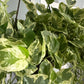 Pothos: Marble Queen, Neon, Golden, Pearl and jade, Global Green, Jade mixed Variegated House plants or Cuttings