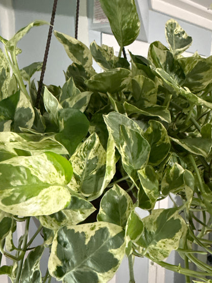 Pothos: Marble Queen, Neon, Golden, Pearl and jade, Global Green, Jade mixed Variegated House plants or Cuttings