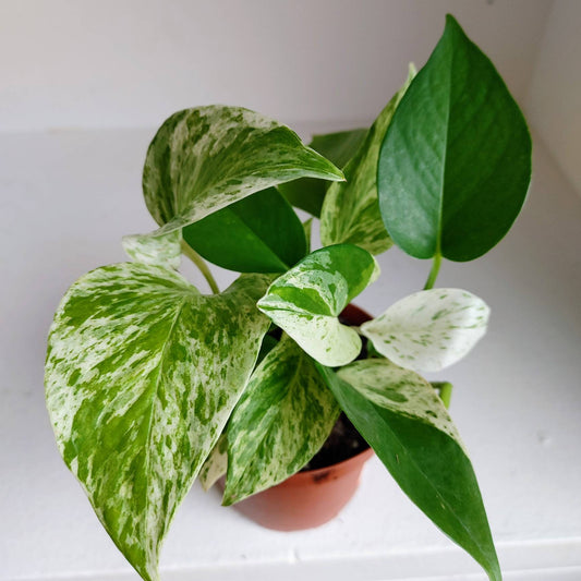Pothos: Snow Queen, Marble Queen, Jade mixed in 4", 6", 8" pot, Variegated House plants or Marble Queen Cuttings
