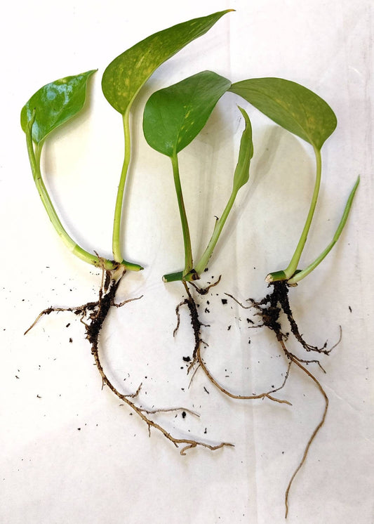 Golden Pothos Soil Rooted Cuttings, Variegated, Easy Care House plants