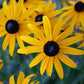 Black Eyed Susan Seeds, Organic, Non GMO, Heirloom, USA garden seeds. Free from pesticides
