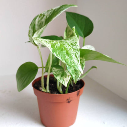 Pothos: Marble Queen, Neon, Golden, Pearl and jade, Global Green, Jade mixed Variegated House plants or Cuttings