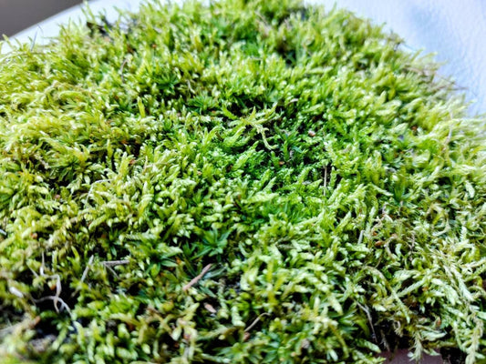 Sheet Moss, Evergreen Hardy Moss, perfect for terrariums