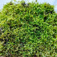Sheet Moss, Evergreen Hardy Moss, perfect for terrariums