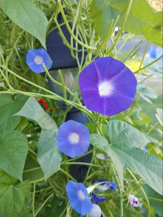 Blue-Purple Morning Glory Seeds, Organic, Non GMO, Heirloom, USA garden seeds. Free from pesticides