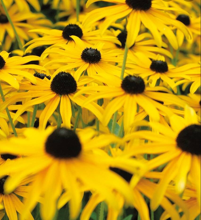 Black Eyed Susan Seeds, Organic, Non GMO, Heirloom, USA garden seeds. Free from pesticides