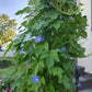 Blue-Purple Morning Glory Seeds, Organic, Non GMO, Heirloom, USA garden seeds. Free from pesticides