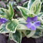 Vinca vine cuttings, 10 variegated perennial cuttings, unrooted plants,hanging planters,groundcover, very easy to propogate