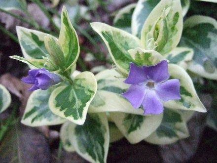 Vinca vine cuttings, 10 variegated perennial cuttings, unrooted plants,hanging planters,groundcover, very easy to propogate