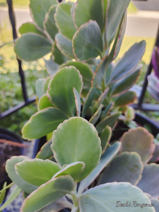 Kalanchoe fedtschenkoi cuttings