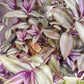 Wondering Jew Plants or Cuttings, Tradescantia zebrina, Beautiful Purple Foliage